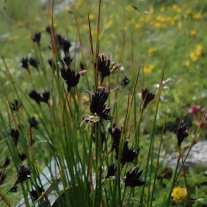 Photographie n°2268341 du taxon Juncus arcticus Willd. [1799]