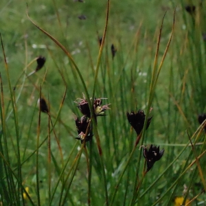 Photographie n°2268342 du taxon Juncus arcticus Willd. [1799]