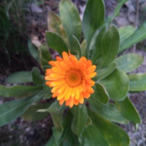 Photographie n°2268359 du taxon Calendula officinalis L. [1753]