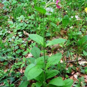 Photographie n°2268365 du taxon Silene dioica var. dioica 