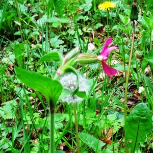 Photographie n°2268366 du taxon Silene dioica var. dioica 