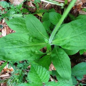 Photographie n°2268368 du taxon Silene dioica var. dioica 