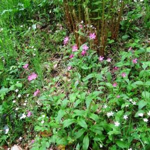 Photographie n°2268387 du taxon Silene dioica var. dioica 