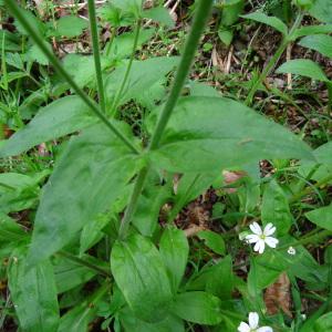 Photographie n°2268388 du taxon Silene dioica var. dioica 