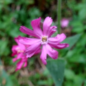 Photographie n°2268389 du taxon Silene dioica var. dioica 