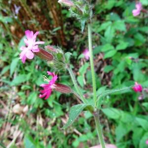 Photographie n°2268390 du taxon Silene dioica var. dioica 