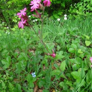 Photographie n°2268399 du taxon Silene dioica var. dioica 