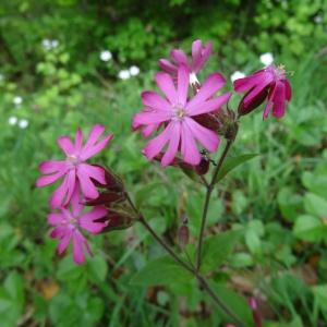 Photographie n°2268400 du taxon Silene dioica var. dioica 