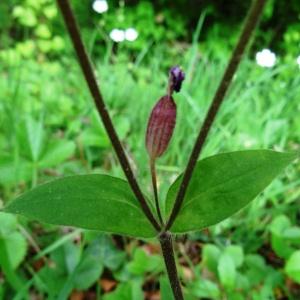 Photographie n°2268402 du taxon Silene dioica var. dioica 