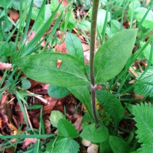 Photographie n°2268403 du taxon Silene dioica var. dioica 