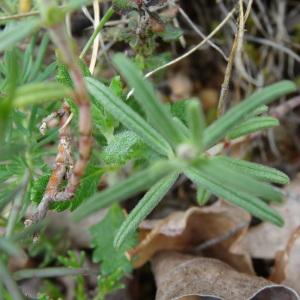 Photographie n°2268410 du taxon Helianthemum apenninum subsp. apenninum 