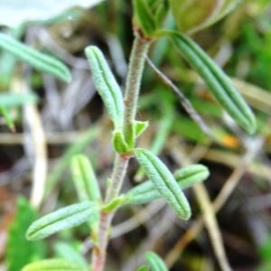 Photographie n°2268411 du taxon Helianthemum apenninum subsp. apenninum 