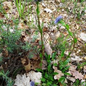 Photographie n°2268412 du taxon Globularia vulgaris L. [1753]