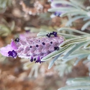 Photographie n°2268448 du taxon Lavandula stoechas L. [1753]