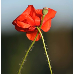 Photographie n°2268455 du taxon Papaver rhoeas L.