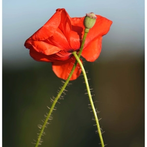 Photographie n°2268456 du taxon Papaver rhoeas L.