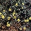  Liliane Roubaudi - Helianthemum marifolium (L.) Mill. [1768]