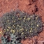  Liliane Roubaudi - Helianthemum marifolium (L.) Mill. [1768]