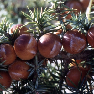 Photographie n°2268463 du taxon Juniperus oxycedrus subsp. macrocarpa (Sm.) Ball [1878]