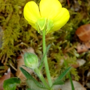 Photographie n°2268517 du taxon Ranunculus bulbosus L. [1753]