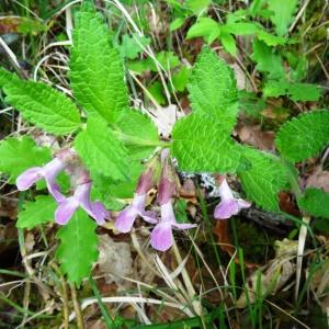 Photographie n°2268553 du taxon Melittis melissophyllum subsp. melissophyllum 