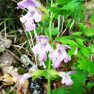 Photographie n°2268554 du taxon Melittis melissophyllum subsp. melissophyllum 