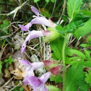 Photographie n°2268555 du taxon Melittis melissophyllum subsp. melissophyllum 