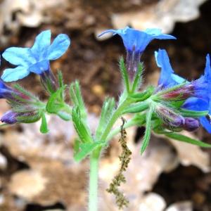 Photographie n°2268566 du taxon Buglossoides purpurocaerulea (L.) I.M.Johnst. [1954]