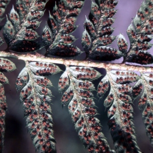 Photographie n°2268589 du taxon Polystichum setiferum (Forssk.) T.Moore ex Woyn. [1913]