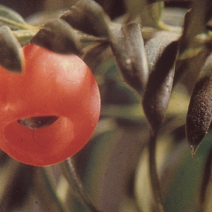 Photographie n°2268595 du taxon Taxus baccata L. [1753]