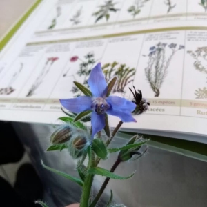 Photographie n°2268612 du taxon Borago officinalis L. [1753]