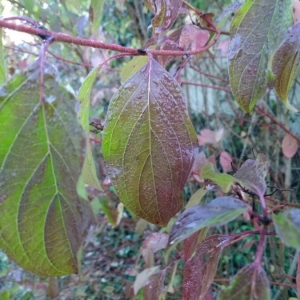 Photographie n°2268615 du taxon Cornus sanguinea L. [1753]