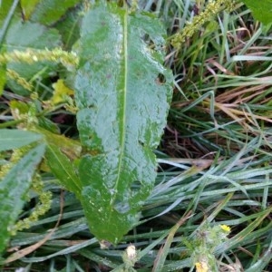 Photographie n°2268618 du taxon Rumex crispus L. [1753]