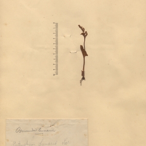  - Botrychium lunaria (L.) Sw. [1802]