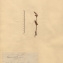  La Spada Arturo - Botrychium lunaria (L.) Sw. [1802]
