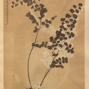 Photographie n°2268657 du taxon Adiantum capillus-veneris L. [1753]