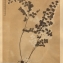  La Spada Arturo - Adiantum capillus-veneris L. [1753]