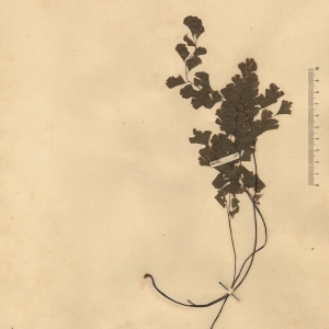 Photographie n°2268658 du taxon Adiantum capillus-veneris L. [1753]