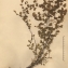  La Spada Arturo - Adiantum capillus-veneris L. [1753]