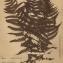  La Spada Arturo - Oreopteris limbosperma (Bellardi ex All.) Holub [1969]