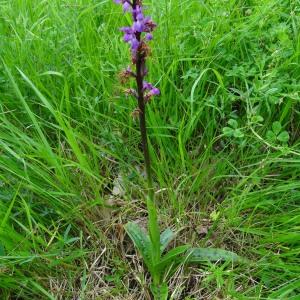 Photographie n°2268662 du taxon Orchis mascula subsp. mascula 