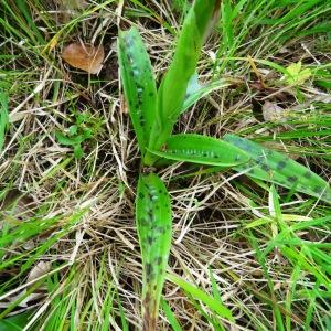 Photographie n°2268663 du taxon Orchis mascula subsp. mascula 