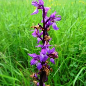 Photographie n°2268665 du taxon Orchis mascula subsp. mascula 