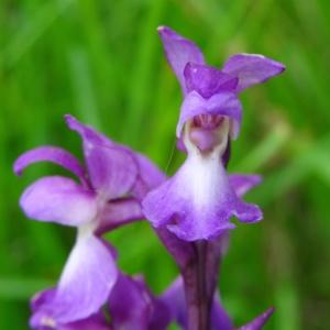 Photographie n°2268666 du taxon Orchis mascula subsp. mascula 