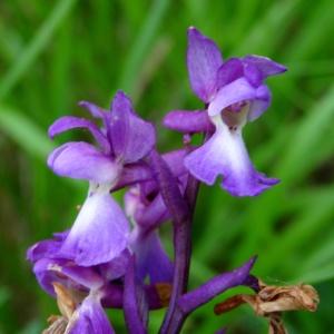 Photographie n°2268667 du taxon Orchis mascula subsp. mascula 