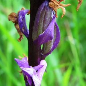 Photographie n°2268668 du taxon Orchis mascula subsp. mascula 