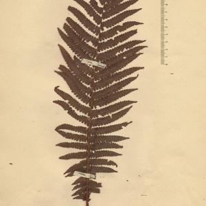 Polypodium oreopteris Ehrh. (Fougère des montagnes)