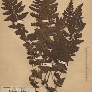 Polypodium cristatum L. (Dryoptéris à crêtes)