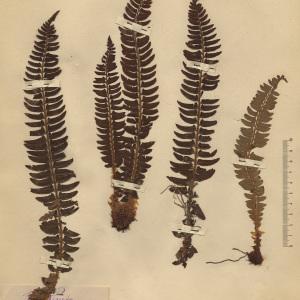  - Polystichum lonchitis (L.) Roth [1799]