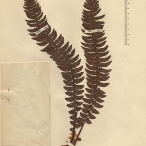  - Polystichum lonchitis (L.) Roth [1799]